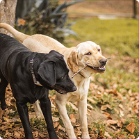 Pet owners walking dogs representing pet category targeting for retail media campaigns